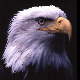 A Gathering of Eagles